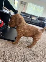 Spicy, a male Goldendoodle for sale in Johnstown, CO – 2 of 3