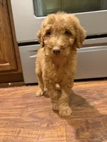 Red, a male Goldendoodle for sale in Johnstown, CO – 7 of 9