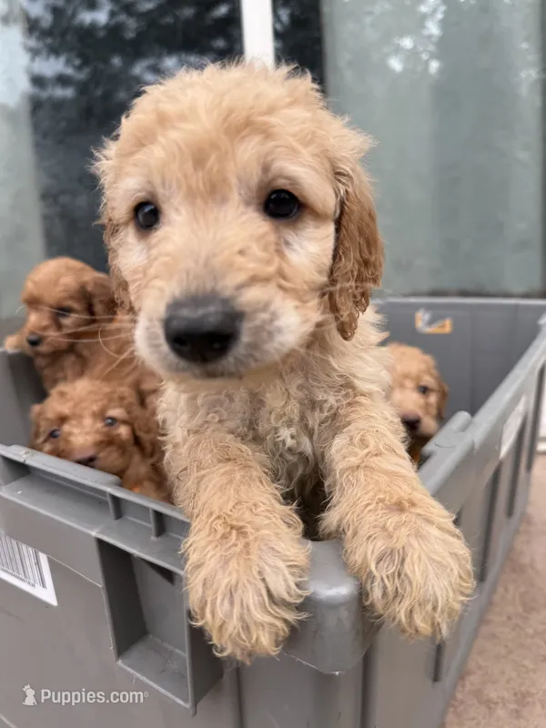 Honey – Goldendoodle puppy for sale in Johnstown, CO