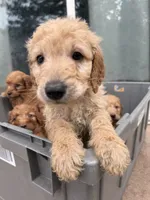 Honey, a female Goldendoodle for sale in Johnstown, CO – 1 of 5