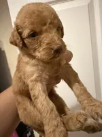 Pink, a female Goldendoodle for sale in Johnstown, CO – 2 of 5