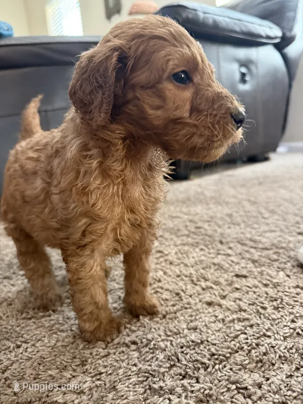 Spicy – Goldendoodle puppy for sale in Johnstown, CO