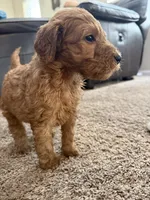 Spicy, a male Goldendoodle for sale in Johnstown, CO – 1 of 3