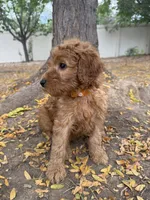 Canelo, a male Goldendoodle for sale in Johnstown, CO – 3 of 4