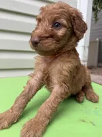 Red, a male Goldendoodle for sale in Johnstown, CO – 6 of 9
