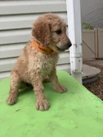 Honey, a female Goldendoodle for sale in Johnstown, CO – 5 of 5