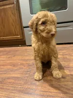 Red, a male Goldendoodle for sale in Johnstown, CO – 9 of 9