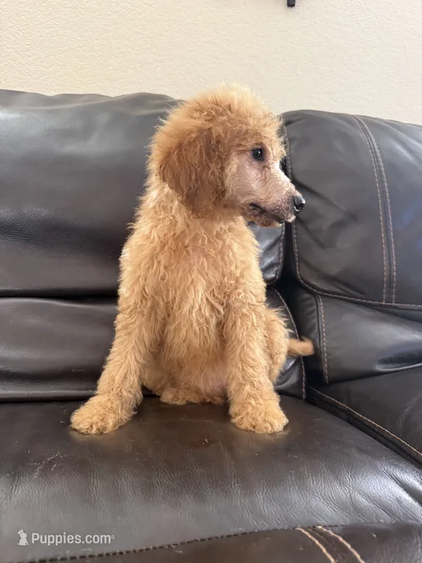 Red – Goldendoodle puppy for sale in Johnstown, CO