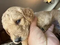 Honey, a female Goldendoodle for sale in Johnstown, CO – 2 of 6