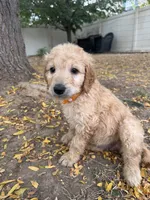 Honey, a female Goldendoodle for sale in Johnstown, CO – 3 of 5