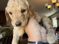 Honey, a female Goldendoodle for sale in Johnstown, CO – 6 of 6