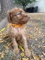 Red, a male Goldendoodle for sale in Johnstown, CO – 3 of 9