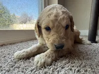 Honey, a female Goldendoodle for sale in Johnstown, CO – 3 of 6