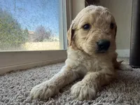Honey, a female Goldendoodle for sale in Johnstown, CO – 5 of 6
