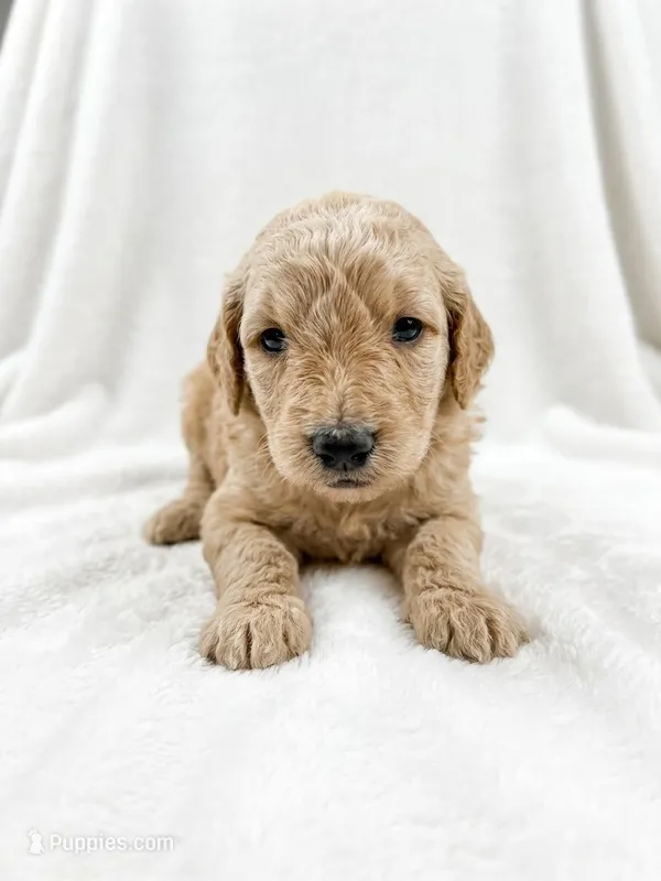 Honey – Goldendoodle puppy for sale in Johnstown, CO