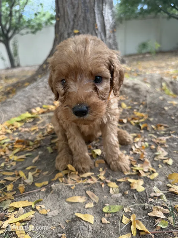 Tiny – Goldendoodle puppy for sale in Johnstown, CO