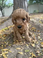 Tiny, a male Goldendoodle for sale in Johnstown, CO – 1 of 3