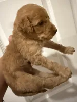 Pink, a female Goldendoodle for sale in Johnstown, CO – 4 of 5