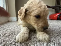 Honey, a female Goldendoodle for sale in Johnstown, CO – 4 of 6
