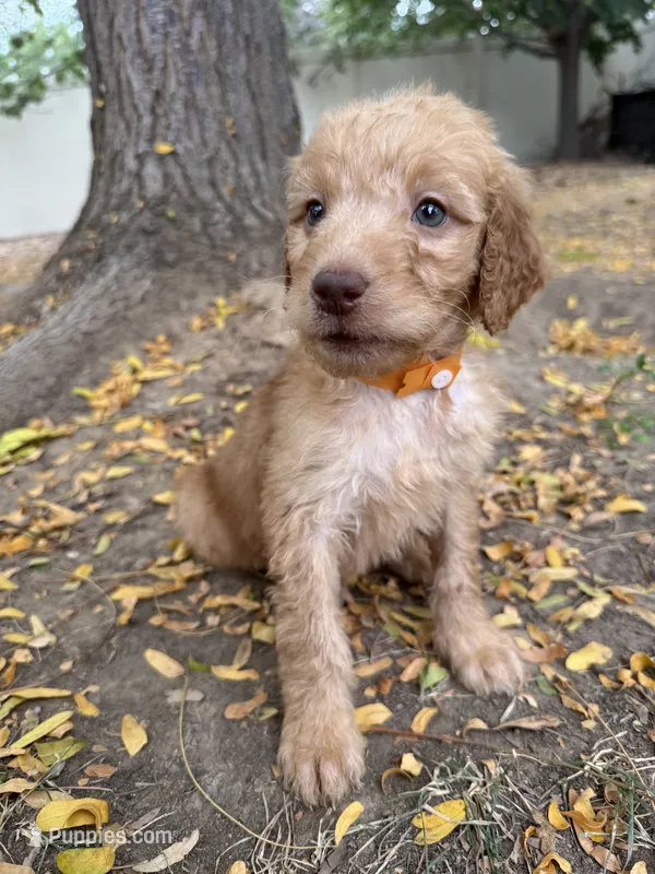 Pink – Goldendoodle puppy for sale in Johnstown, CO
