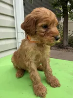 Tiny, a male Goldendoodle for sale in Johnstown, CO – 2 of 3