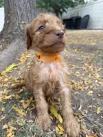 Red, a male Goldendoodle for sale in Johnstown, CO – 5 of 9