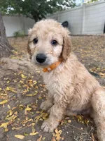 Honey, a female Goldendoodle for sale in Johnstown, CO – 4 of 5