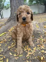 Canelo, a male Goldendoodle for sale in Johnstown, CO – 2 of 4