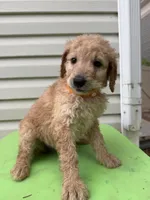 Honey, a female Goldendoodle for sale in Johnstown, CO – 2 of 5