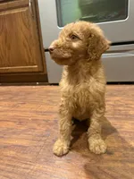 Red, a male Goldendoodle for sale in Johnstown, CO – 8 of 9