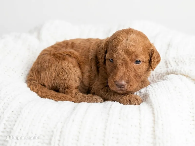 Red – Goldendoodle puppy for sale in Johnstown, CO