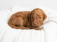 Red, a male Goldendoodle for sale in Johnstown, CO – 1 of 1