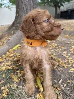Red, a male Goldendoodle for sale in Johnstown, CO – 4 of 9