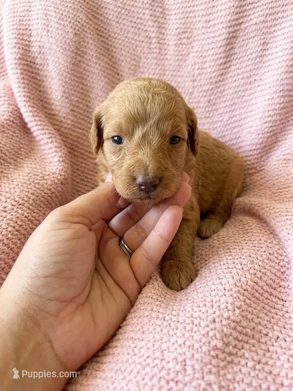 Pink – Goldendoodle puppy for sale in Johnstown, CO