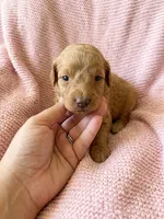 Pink, a female Goldendoodle for sale in Johnstown, CO – 1 of 5