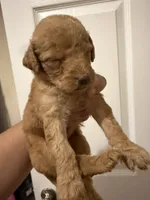 Pink, a female Goldendoodle for sale in Johnstown, CO – 3 of 5