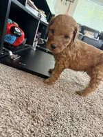 Spicy, a male Goldendoodle for sale in Johnstown, CO – 3 of 3