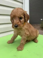 Tiny, a male Goldendoodle for sale in Johnstown, CO – 3 of 3