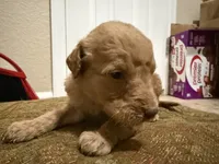 Pink, a female Goldendoodle for sale in Johnstown, CO – 5 of 5