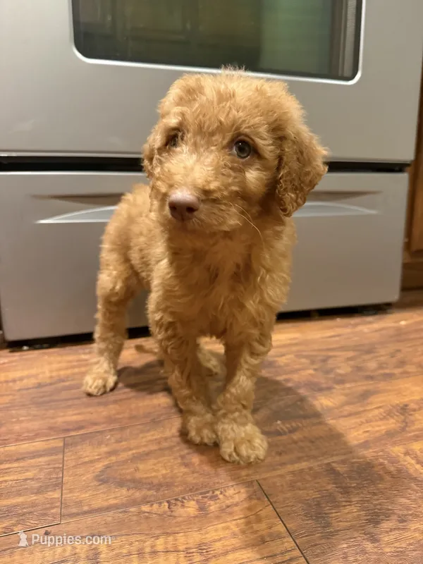 Red – Goldendoodle puppy for sale in Johnstown, CO