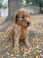 Canelo, a male Goldendoodle for sale in Johnstown, CO – 4 of 4