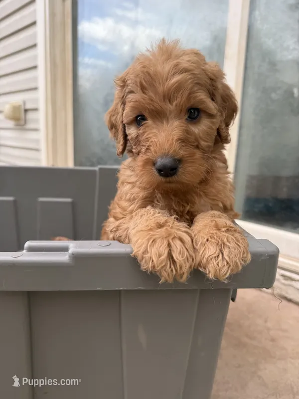 Canelo – Goldendoodle puppy for sale in Johnstown, CO