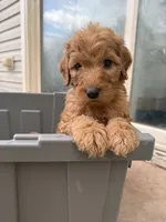 Canelo, a male Goldendoodle for sale in Johnstown, CO – 1 of 4