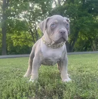 Muggsy, a male American Bully for sale in Batesville, AR – 3 of 4