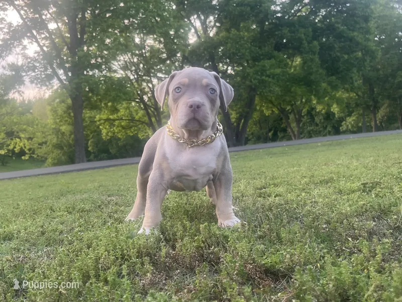 Muggsy – American Bully puppy for sale in Batesville, AR