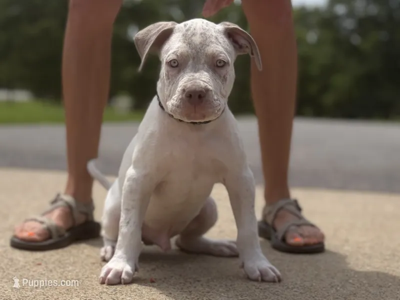 Dirk – American Bully puppy for sale in Batesville, AR