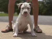 Dirk, a male American Bully for sale in Batesville, AR – 1 of 1