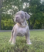 Muggsy, a male American Bully for sale in Batesville, AR – 4 of 4