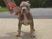 Flair, a male American Bully for sale in Batesville, AR – 1 of 1