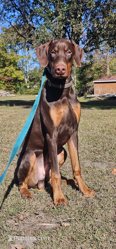 Archer – Doberman Pinscher puppy for sale in Millsboro, DE